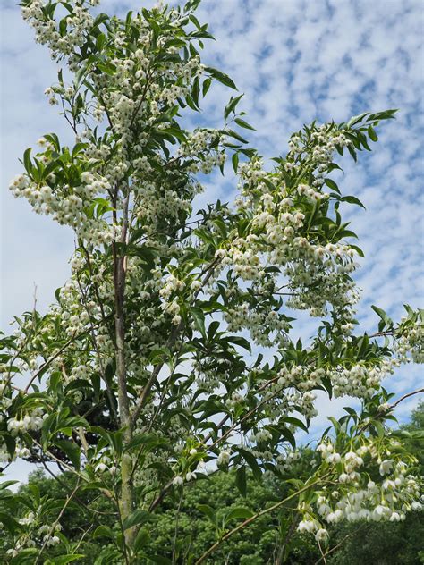 Styrax japonicus - Trees and Shrubs Online