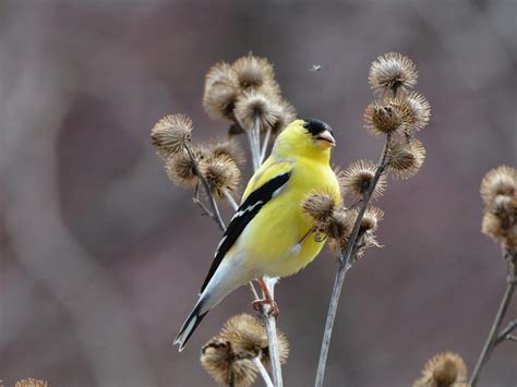 American Goldfinch Nesting: A Complete Guide | Birdfact