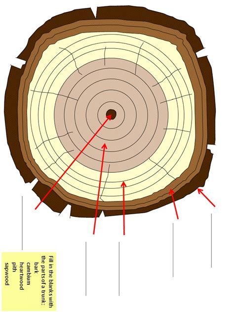 Cross section of a tree | Preschool science activities, Educational worksheets, Science for kids