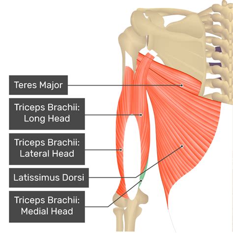 Triceps Brachii Medial Head