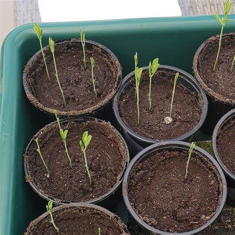 Sweet pea grown from seed. Now is the time to start opening up those packets! Penstemon "Husker ...