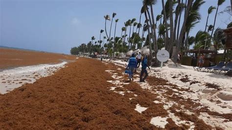 Sargassum in Punta Cana. Where to Check the Sargassum Status? | Punta Cana