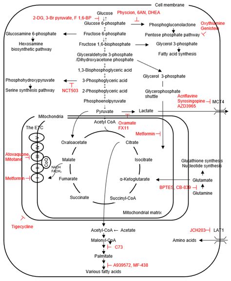 Glucose Metabolism