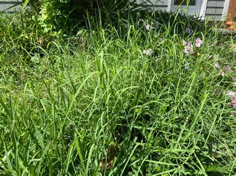 How to Kill Bermuda Grass - Gardening Channel