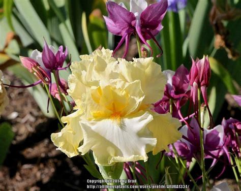 Tall Bearded Iris (Iris 'Absolute Star') in the Irises Database ...