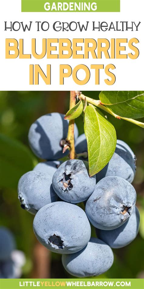 How to Grow Blueberries in Containers: Everything You Should Know! (2022)