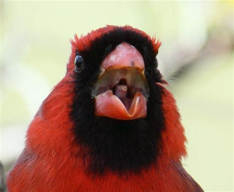 Cardinal up close | BirdForum