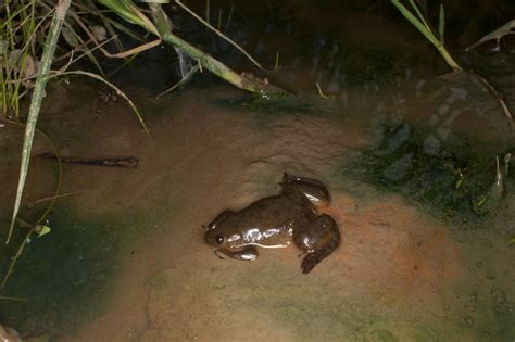 African Clawed Frog Facts, Habitat, Diet, Pet Care, Pictures