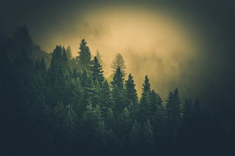 Premium Photo | Foggy forest landscape