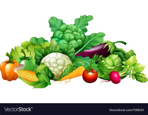 Vegetable Vector - Angel Vegetable