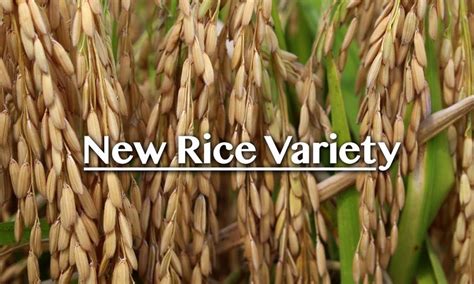 FG releases new rice, 20 other crop varieties to boost food sufficiency ...