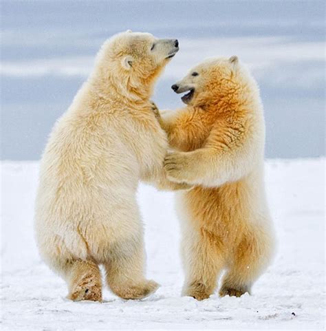 16 Pictures Of Animals Holding Hands