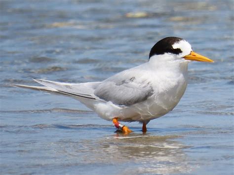 Fairy tern | New Zealand Birds Online