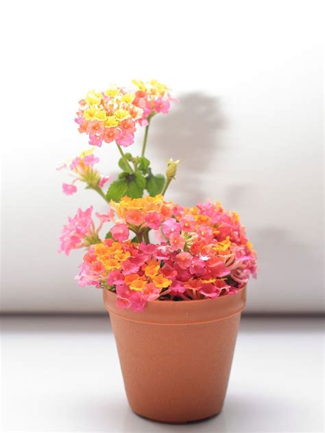 Lantana Overwintering: Learn About Winter Care For Lantanas