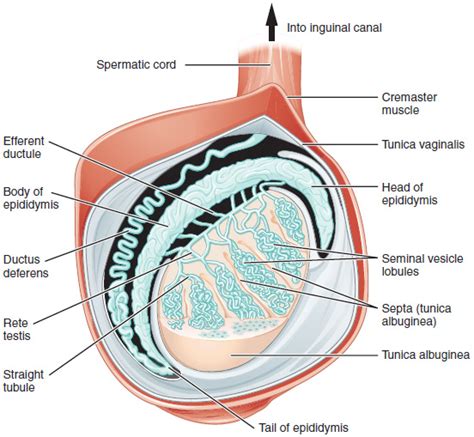 Anatomy and Physiology of the Male Reproductive System | Anatomy and Physiology II