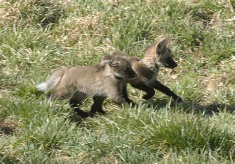 Maned Wolf Pups | Smithsonian Institution