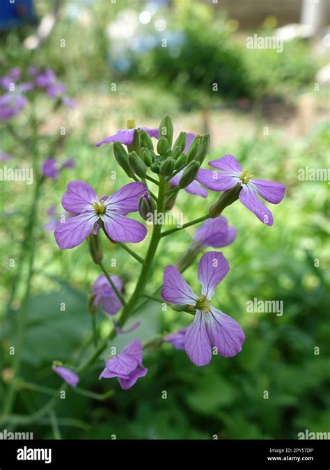 radish plant blooming,radish flower,close-up beautiful flower of radish ...