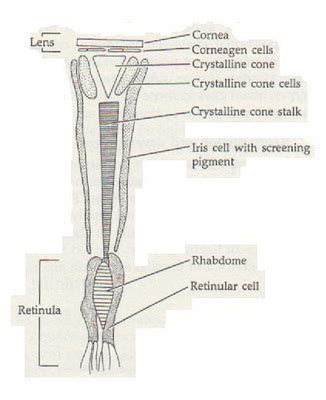 ARCHIVE - File:Ommatidium.jpg - Comparative Physiology of Vision