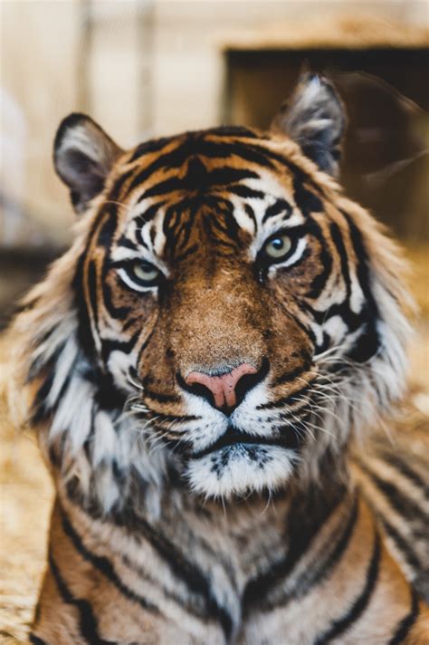 Free Images : wildlife, zoo, stripe, predator, fauna, lion, striped ...