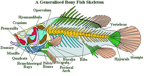 Labelled Diagram Picture Of A Tilapia Fish : Daniel Chia's Betta ...