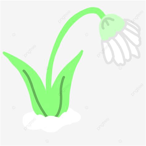 January Flower Is Snowdrop, Snowdrop, January, Flower PNG Transparent ...