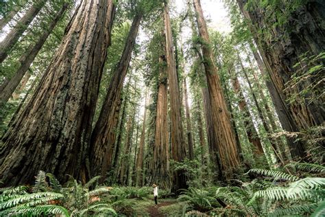 9 EPIC Hikes at REDWOOD NATIONAL PARK (+Helpful Video & Tips)