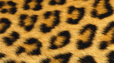 Pictures of Cheetah Print Wallpaper (55+ pictures) - WallpaperSet