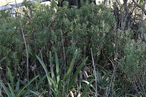 Crassula tetragona 040318-5139 | Prestons - southwestern sub… | Flickr