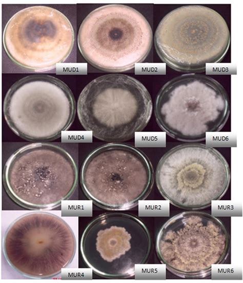 Isolation and Antibacterial Activity of Endophytic Fungi from Melochia ...