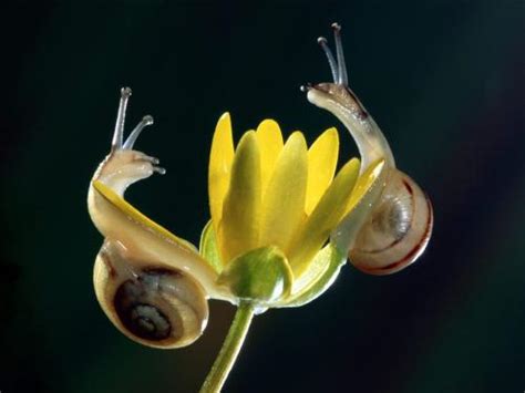 Funny snail Widescreen Pics |Funny Animal