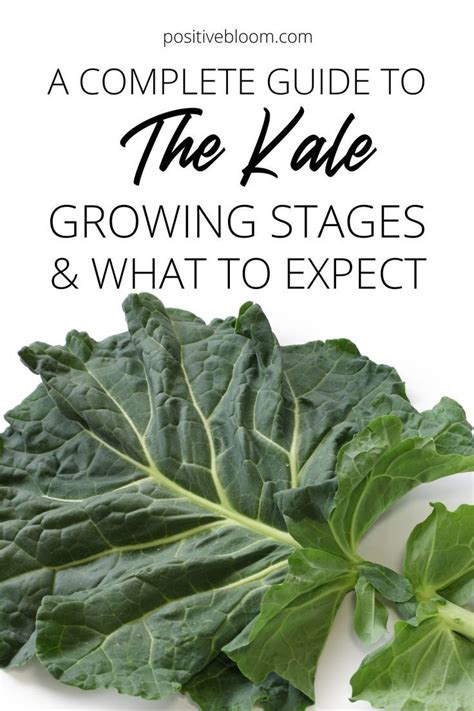 A Complete Guide To The Kale Growing Stages & What To Expect | Growing ...