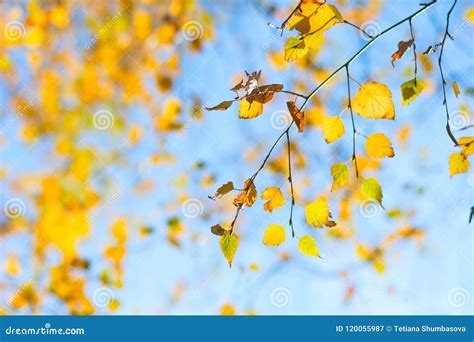 Yellow Birch Leaves on Blue Sky Background. Autumn Fall Stock Image - Image of abstract ...