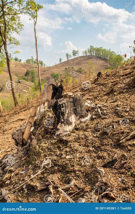 Deforestation are the Anthropogenic Source of Atmospheric Carbon Dioxide Emissions Cause of ...