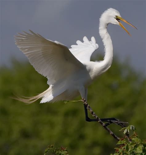 Great Egret | San Diego Bird Spot