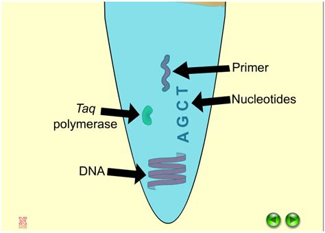 The Polymerase Chain Reaction (PCR) - eXtension | Medical laboratory scientist, Laboratory ...