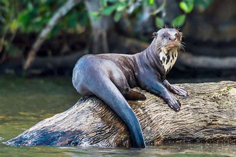 Giant River Otters | Giant Otter Facts | DK Find Out