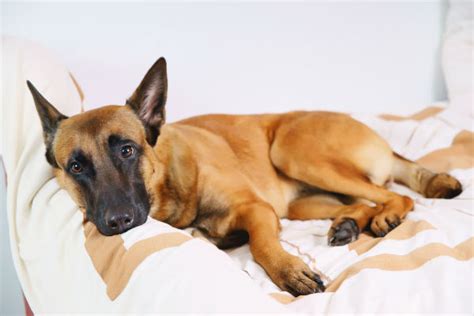 Whipworms in Dogs: Symptoms, Treatment and Prevention – American Kennel Club