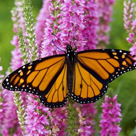 Monarch Butterfly Flower Mix Seeds | Terroir Seeds