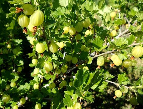 Premium Photo | Photography on theme beautiful berry bush gooseberry