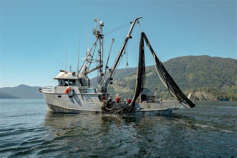 Learn more about the Wild BC Salmon Seine Fishery — BC Salmon