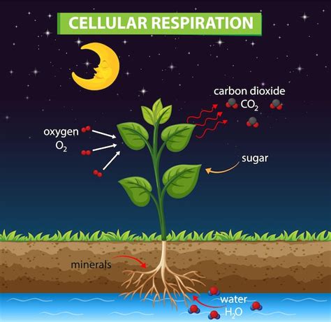 Schemat Przedstawiający Oddychanie Komórkowe W Roślinie | Premium Wektor