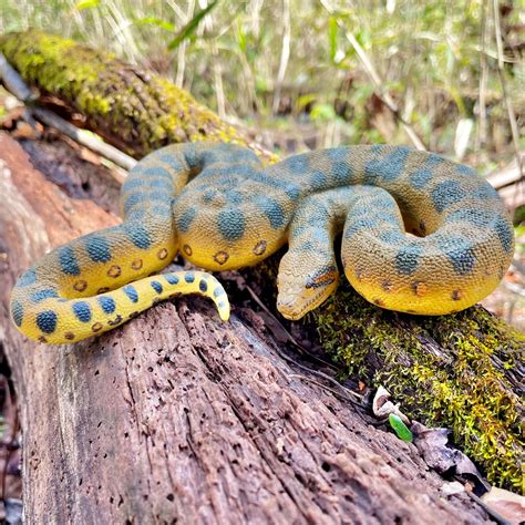 Green Anaconda Snake Toy Figure | | Safari Ltd®