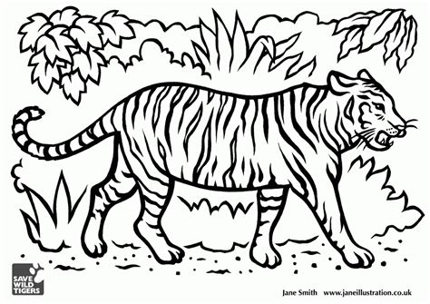 Tiger Drawings For Kids - Coloring Home