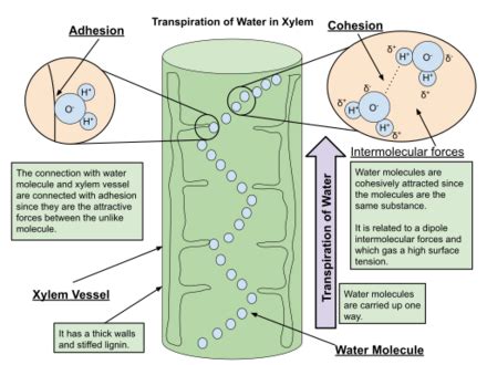 Vascular Tissue in Plants | Overview, Types & Function - Lesson | Study.com