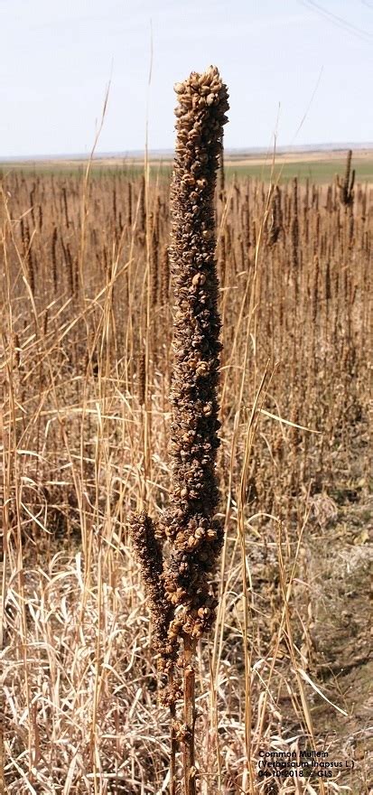 Common Mullein, an Invasive Weed on Nebraska’s Horizon | UNL Beef