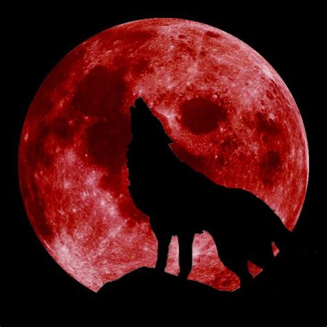 Stunning Super Blood Wolf Moon