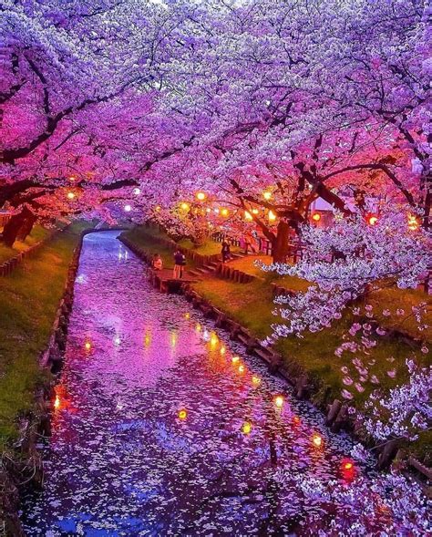 Cherry blossoms in Japan : r/MostBeautiful