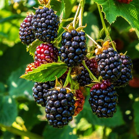 Thornless Blackberry Plants for Sale– FastGrowingTrees.com