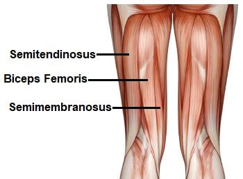 Knee Muscles: Anatomy, Function & Injuries - Knee Pain Explained