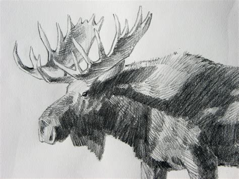 Moose Pencil Drawings at PaintingValley.com | Explore collection of ...